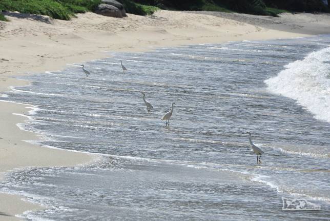Muitas garças na praia da Costeira, em Governador Celso Ramos, litoral de Santa Catarina